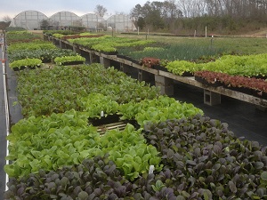 Spring Vegetables 2026